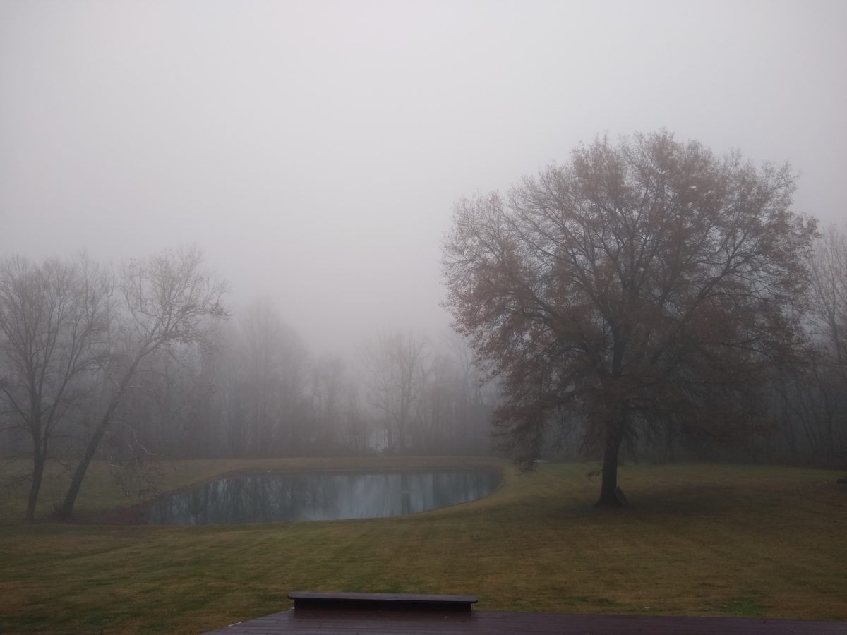 A photo of foggy day with a pond and tree in view.
